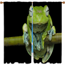 Nurhayati Flying Frog, (Rhacophorus Norhayatii) Window Curtains 92534790