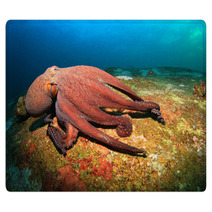 Octopus Rugs 78478794