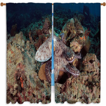Octopus Underwater In Andaman Sea, Thailand Window Curtains 80961154