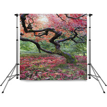 Old Japanese Red Laced Maple Tree In Fall Season Backdrops 57000715