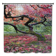 Old Japanese Red Laced Maple Tree In Fall Season Bath Decor 57000715