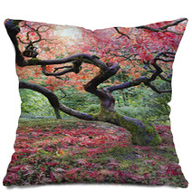 Old Japanese Red Laced Maple Tree In Fall Season Pillows 57000715