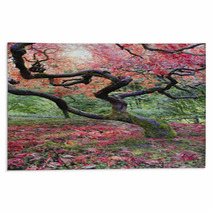 Old Japanese Red Laced Maple Tree In Fall Season Rugs 57000715