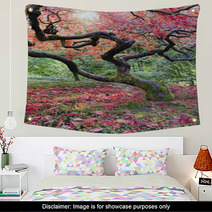 Old Japanese Red Laced Maple Tree In Fall Season Wall Art 57000715