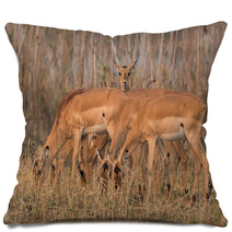 One Curious Female Impala (Aepyceros Melampus) Within A Grazing Pillows 98459168