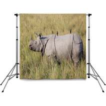 One Horned Rhinoceros In Kaziranga National Park Backdrops 62326846