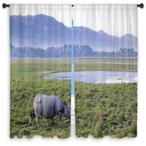 One Horned Rhinoceros In Kaziranga National Park Window Curtains 62390743