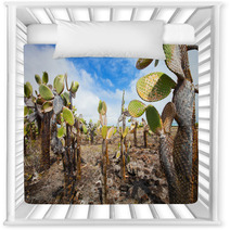 Opuntia Cactus Foreat At Galapagos Island Nursery Decor 52119639