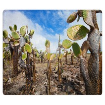 Opuntia Cactus Foreat At Galapagos Island Rugs 52119639