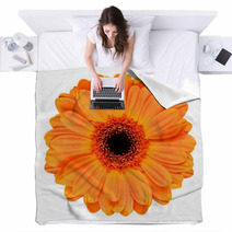 Orange Gerbera Flower Isolated On White Blankets 53510902
