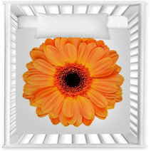 Orange Gerbera Flower Isolated On White Nursery Decor 53510902
