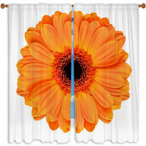 Orange Gerbera Flower Isolated On White Window Curtains 53510902