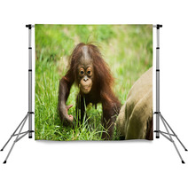 Orangutan baby Backdrops 84244689