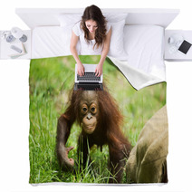 Orangutan baby Blankets 84244689