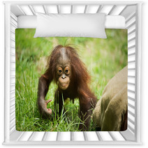 Orangutan baby Nursery Decor 84244689
