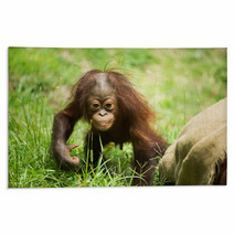 Orangutan baby Rugs 84244689