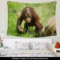 Orangutan baby Wall Art 84244689