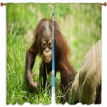Orangutan baby Window Curtains 84244689
