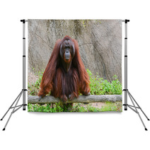 Orangutan Backdrops 58663736