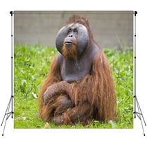 Orangutan Backdrops 74398113