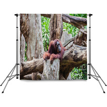 Orangutan Backdrops 91080846