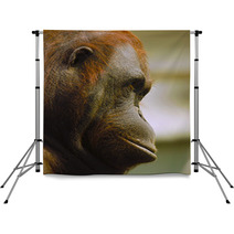 Orangutan Backdrops 97496460