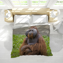 Orangutan Bedding 74398113
