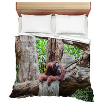 Orangutan Bedding 91080846