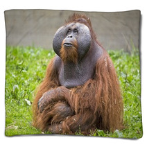 Orangutan Blankets 74398113
