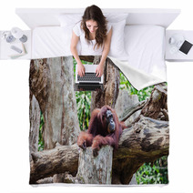 Orangutan Blankets 91080846