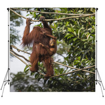 Orangutan In The Jungle Of Borneo Indonesia. Backdrops 97067287