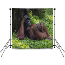 Orangutan In The Jungle Of Borneo Indonesia. Backdrops 97067378