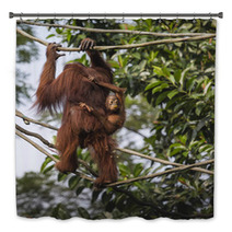 Orangutan In The Jungle Of Borneo Indonesia. Bath Decor 97067287