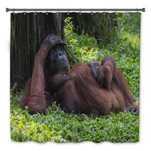 Orangutan In The Jungle Of Borneo Indonesia. Bath Decor 97067378
