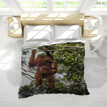 Orangutan In The Jungle Of Borneo Indonesia. Bedding 97067287