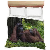 Orangutan In The Jungle Of Borneo Indonesia. Bedding 97067378