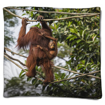 Orangutan In The Jungle Of Borneo Indonesia. Blankets 97067287
