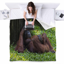 Orangutan In The Jungle Of Borneo Indonesia. Blankets 97067378