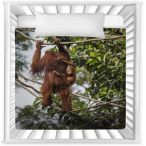 Orangutan In The Jungle Of Borneo Indonesia. Nursery Decor 97067287