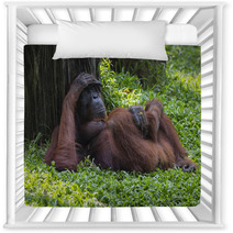 Orangutan In The Jungle Of Borneo Indonesia. Nursery Decor 97067378