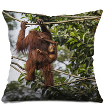 Orangutan In The Jungle Of Borneo Indonesia. Pillows 97067287