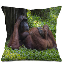 Orangutan In The Jungle Of Borneo Indonesia. Pillows 97067378