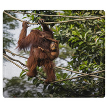 Orangutan In The Jungle Of Borneo Indonesia. Rugs 97067287