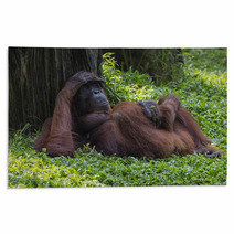 Orangutan In The Jungle Of Borneo Indonesia. Rugs 97067378