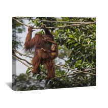 Orangutan In The Jungle Of Borneo Indonesia. Wall Art 97067287