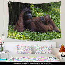 Orangutan In The Jungle Of Borneo Indonesia. Wall Art 97067378