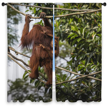 Orangutan In The Jungle Of Borneo Indonesia. Window Curtains 97067287