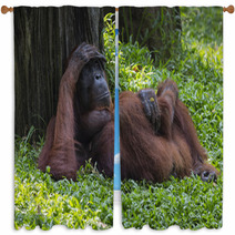 Orangutan In The Jungle Of Borneo Indonesia. Window Curtains 97067378