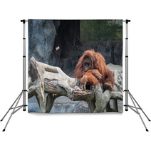 Orangutan Lying On The Rock Backdrops 89897277