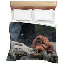 Orangutan Lying On The Rock Bedding 89897277